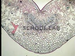 Prepared Microscope Slide - Sunflower (Helianthus): Leaf T.S.